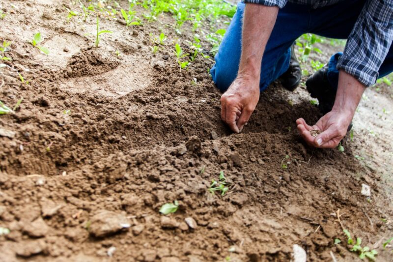 Narzędzia ogrodnicze – jak dobrać odpowiednie do swoich potrzeb?